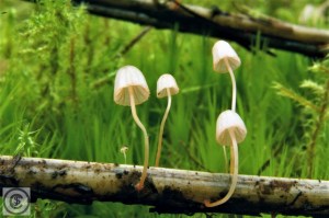 Varenmycena 5